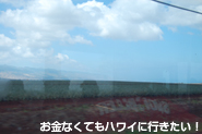 パイナップル畑