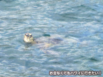 カネオヘ湾のウミガメ(ホヌ)