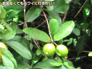 クアロアランチのグアバ
