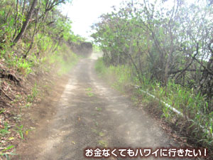 ジャングルエクスぺディションの道路