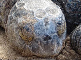 アオウミガメ ハワイ