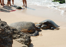 ラニアケアビーチ亀2
